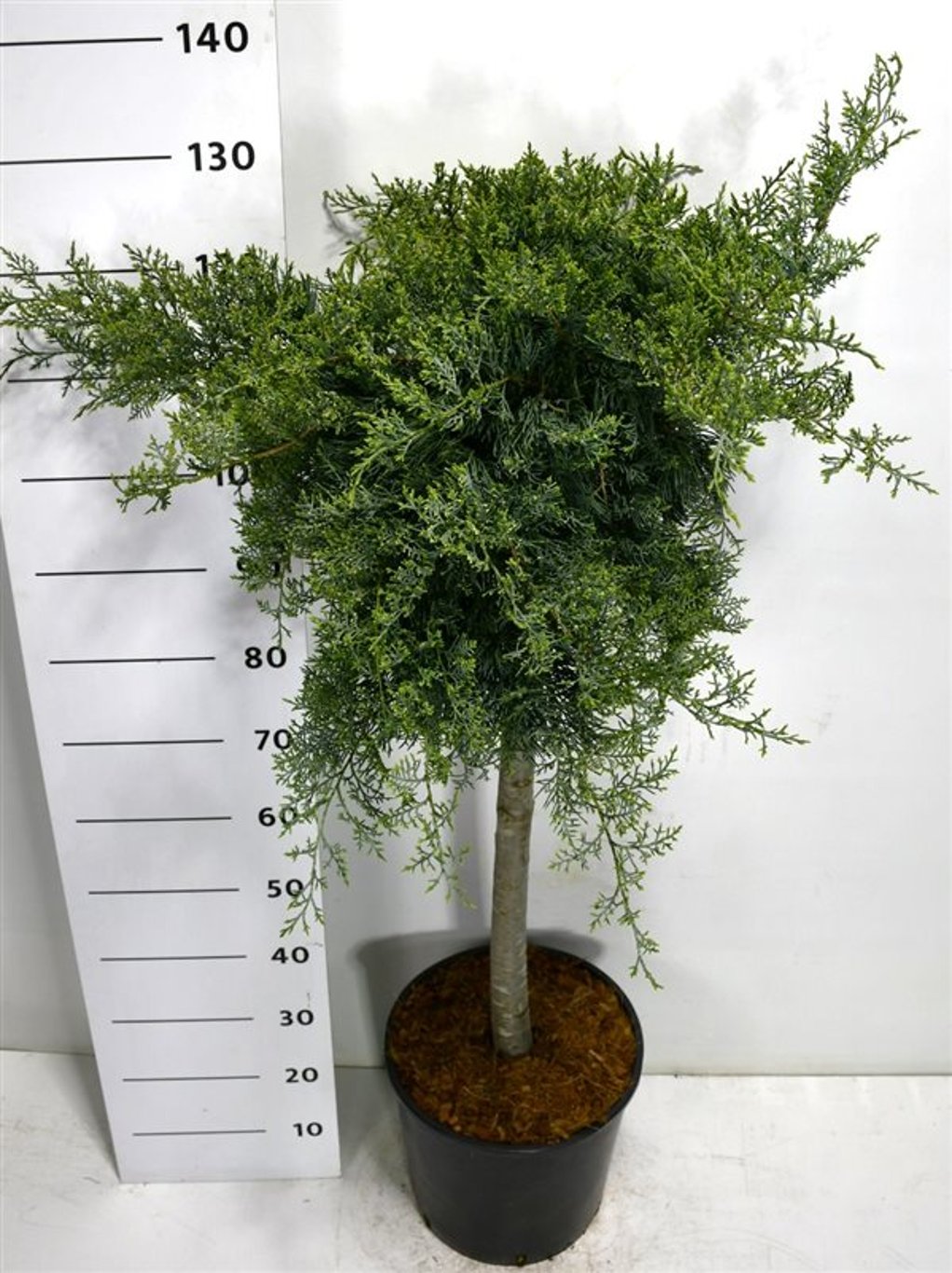 Juniperus virg. 'Grey Owl' - 70 CM Stem C20